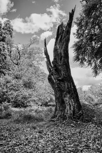 Old Tree, New Forest